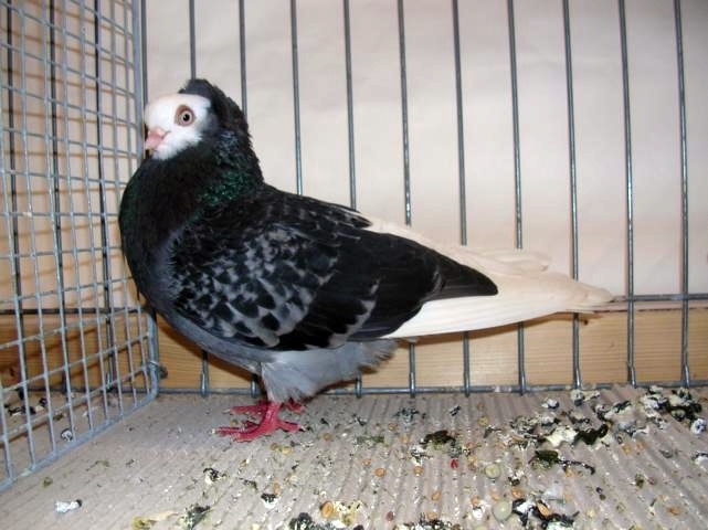 Gumbinner Weißköpfe