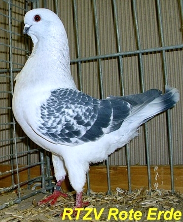 Italienisches Mövchen