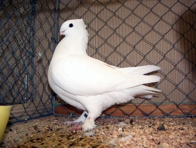 Luzerner Einfarbige - PORUMBEI