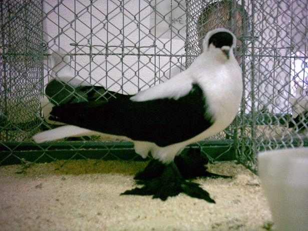 Nürnberger Schwalben