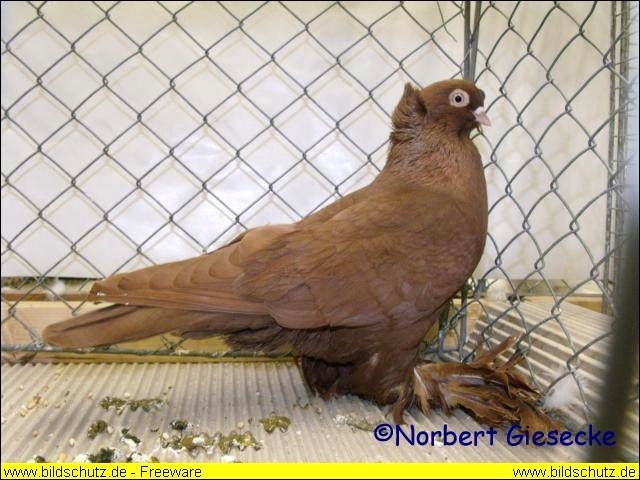 Ostpreußische Werfer