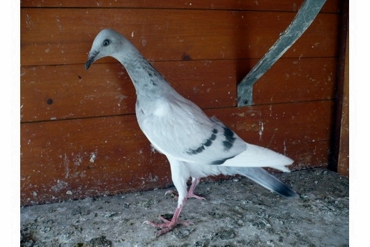 Polnische Langschnäblige Tümmler