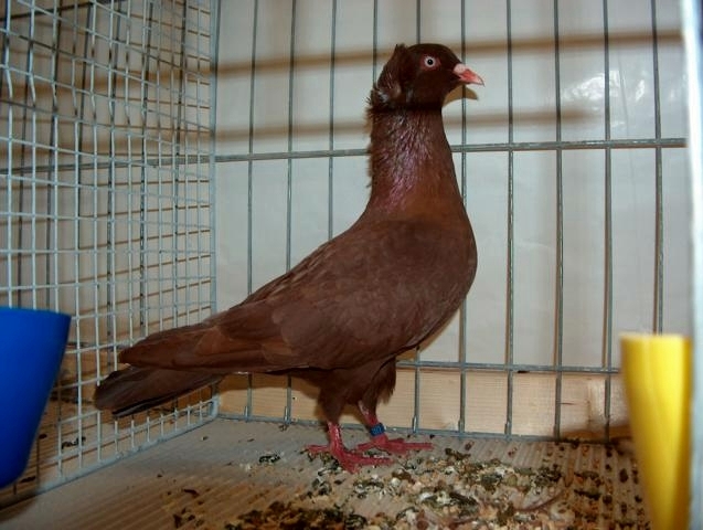 Pommersche Schaukappen