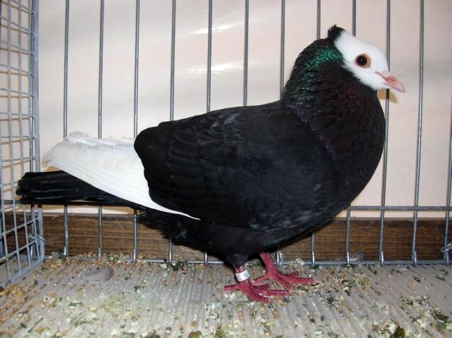 Rheinischer Ringschläger