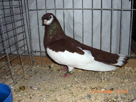 Rschewer Sternschwanztümmler