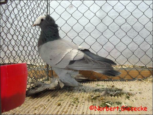 Sächsische Pfaffentaube