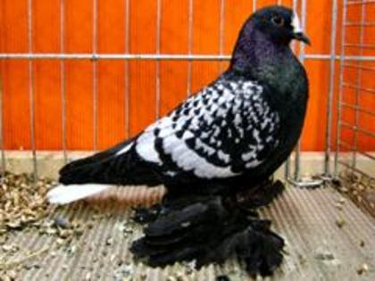 Sächsischer Weißschwanz