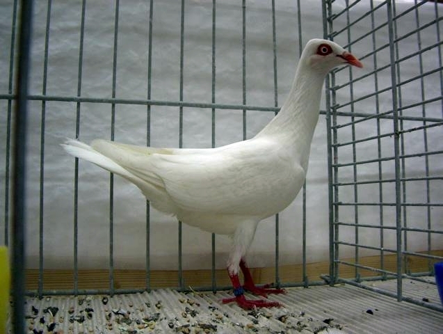 Stralsunder Hochflieger