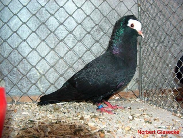 Süddeutsche Blassen