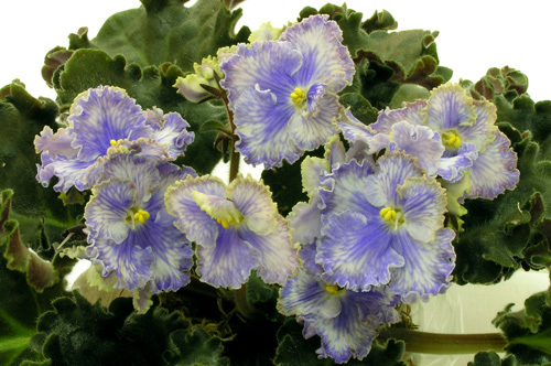 Feather - AFRICAN VIOLETS
