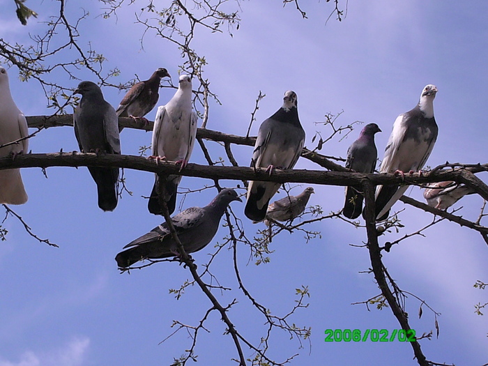 porumbei liberi - alte animale  04_2011