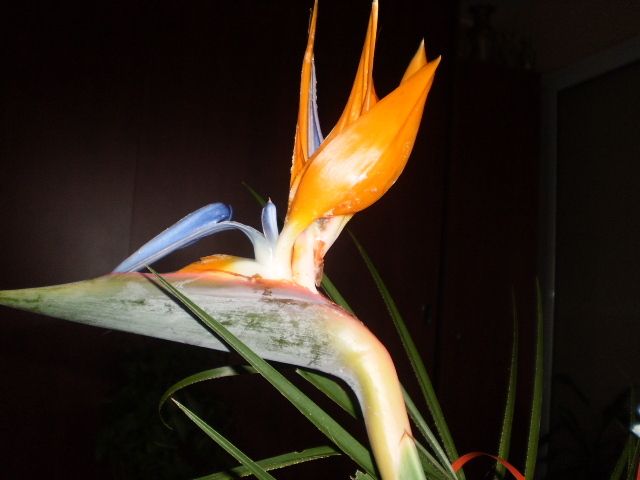 8 MARTIE 2011 - FLORI