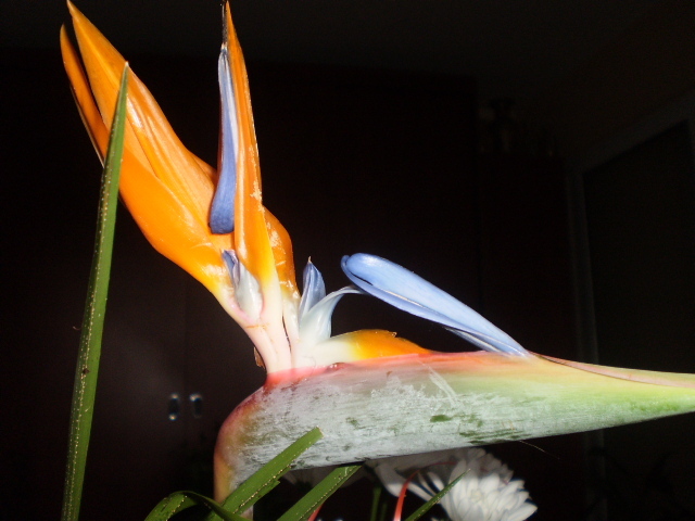 8 MARTIE 2011 - FLORI