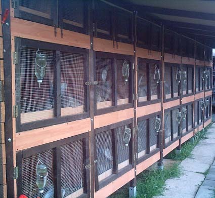 custi pentru iepuri - 4atentie cind cumparati iepuri
