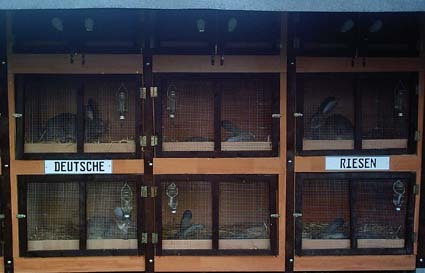 custi pentru iepuri uriasi german