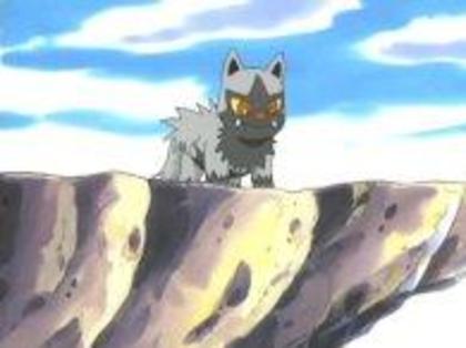 poochyena baiat lvl 101 stie toate miscarile tip normale - Pokemoni lui MewSHINY2