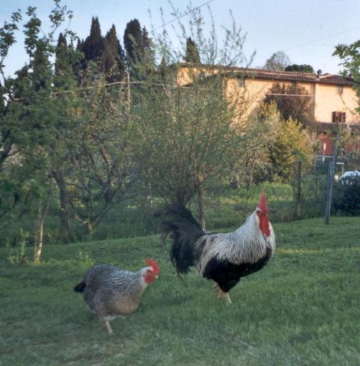 livorno_collo_argento - Varietati de culoare la rasa de gaini italiene