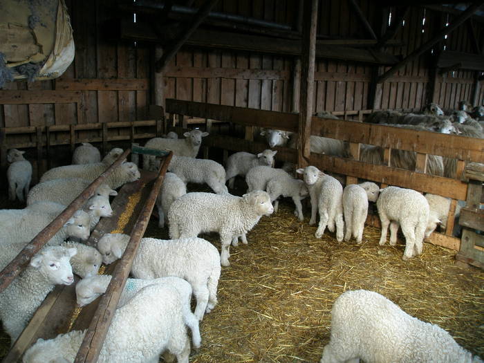 miei de vanzare pagina lui tamas