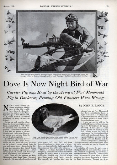 xlg_war_doves_0