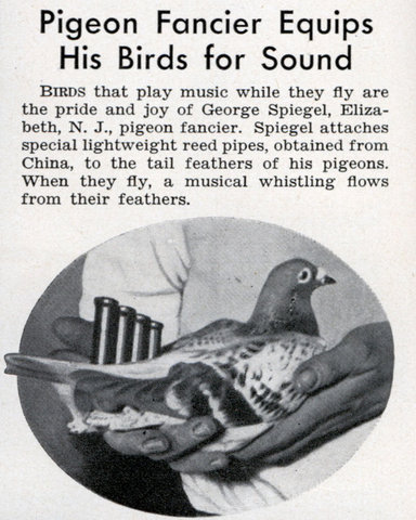 med_pigeon_music