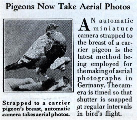 med_pigeons_photo