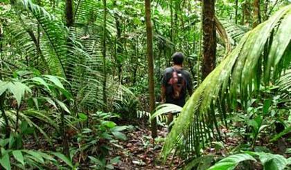de la padure la jungla :P