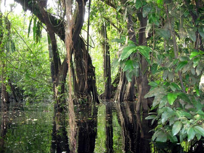 jungla