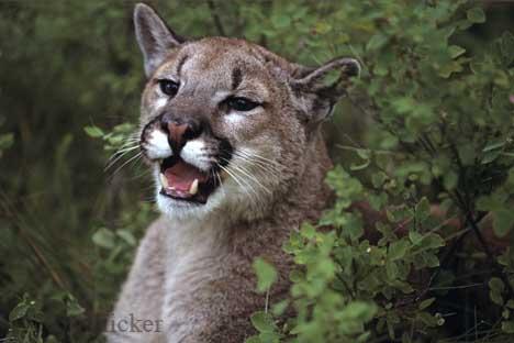 si puma asta la fel!!!!