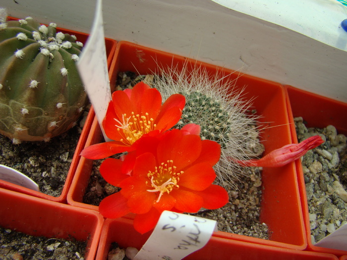 Rebutia sp - Rebutia