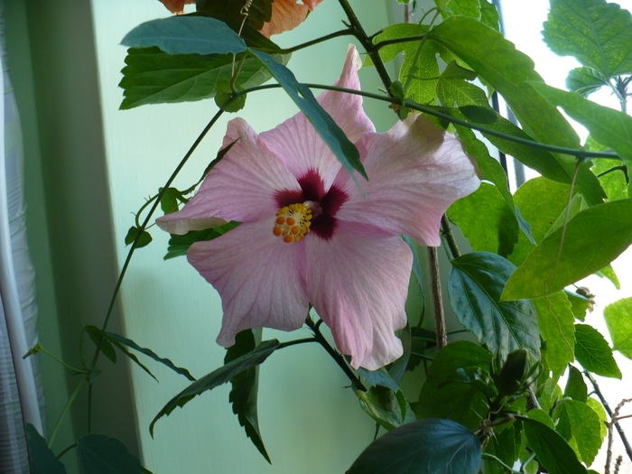 P1320837 - hibiscusi 2011