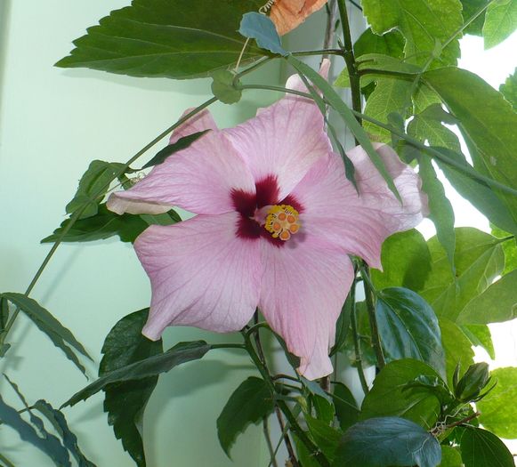 P1320834 - hibiscusi 2011