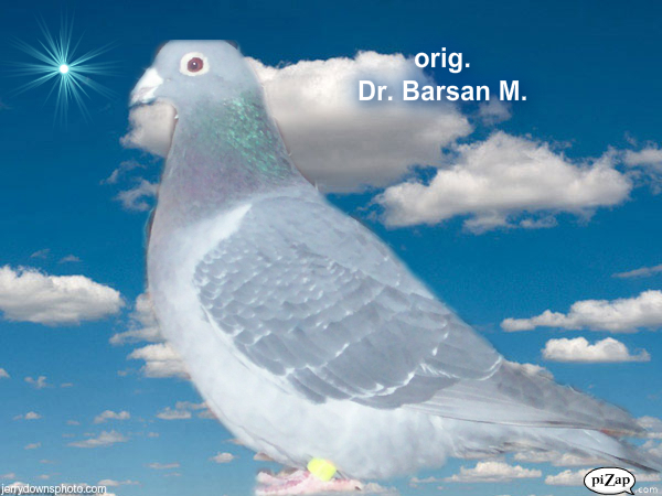 org. dr.M.Barzan