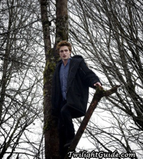 edward-cullen-tree - TwWilight Amurg