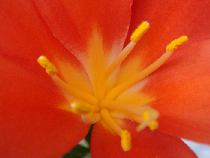 DSC01732 - Clivia