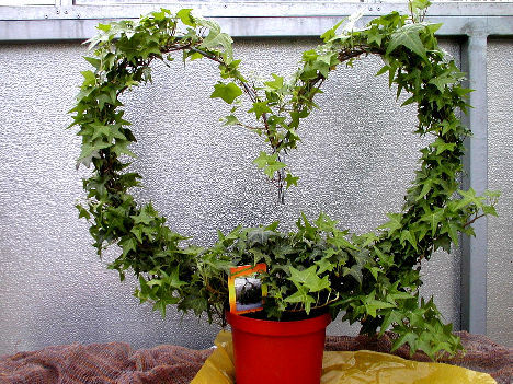 39 - Danut           iubire