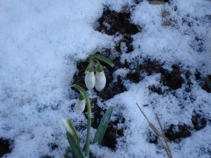 Snowdrops (2011, March 07)