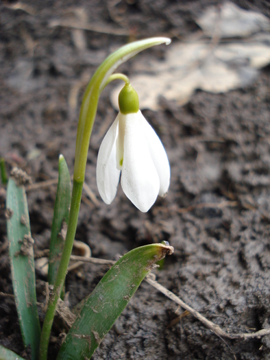 Snowdrop (2011, March 07)