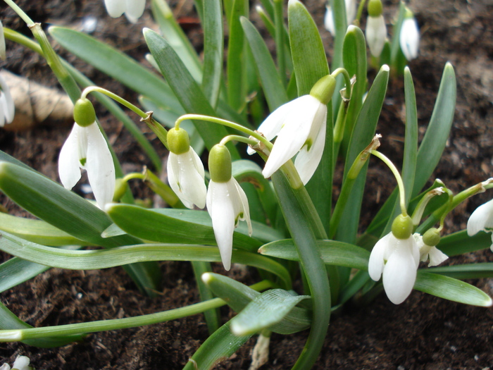 Snowdrops (2011, March 07)