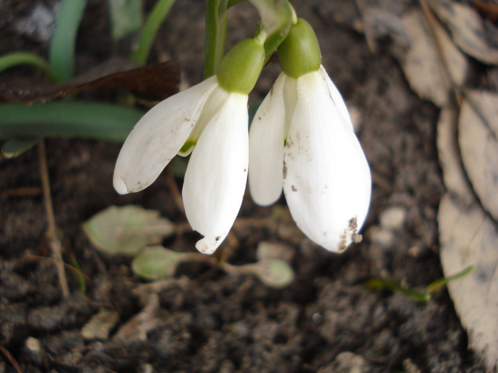 Snowdrops (2011, March 07)