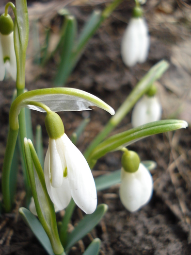 Snowdrops (2011, March 07)