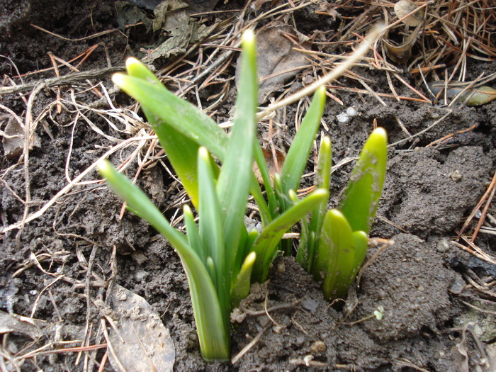 Daffodils_Narcise (2011, March 07)