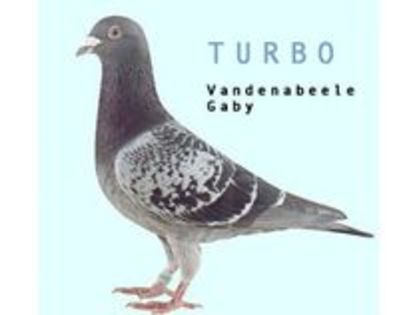turbo-gaby vandenabeele - o parte din parintii si bunicii porumbeilor mei