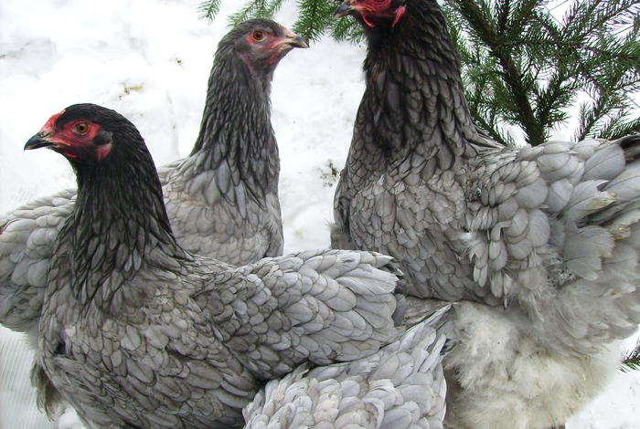 BRAHMA ALBASTRU IMGP1155