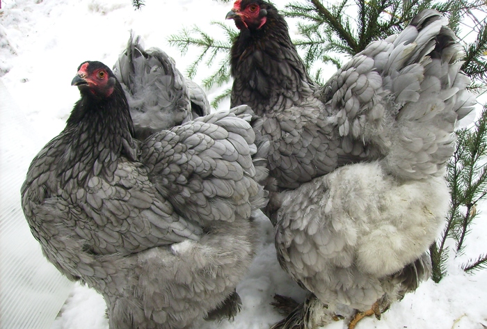 BRAHMA ALBASTRU IMGP1158