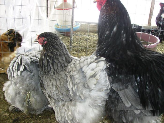 BRAHMA ALBASTRUIMGP0943