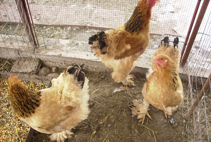 BRAHMA COLUMBIA  IMGP0959