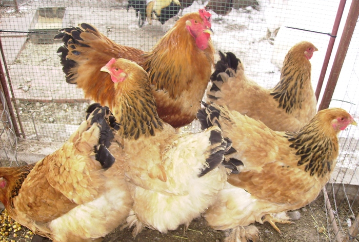 BRAHMA COLUMBIA  IMGP0964