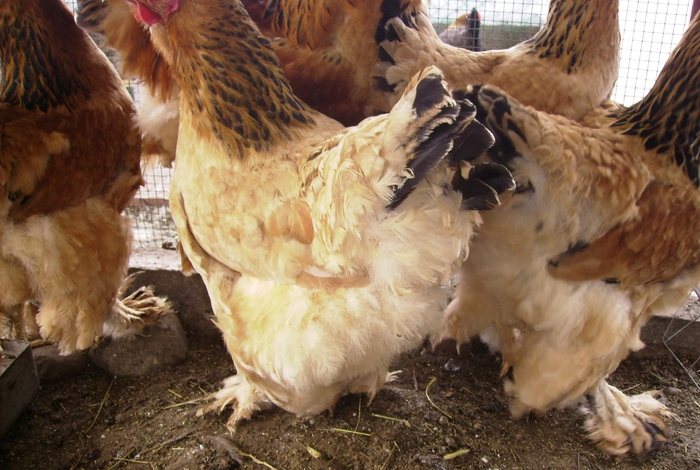 BRAHMA COLUMBIA  IMGP0966