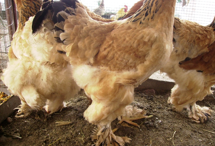 BRAHMA COLUMBIA  IMGP0968