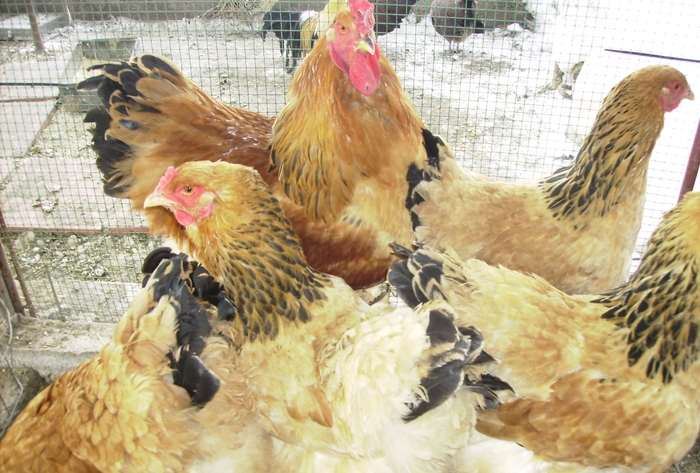 BRAHMA COLUMBIA IMGP0965